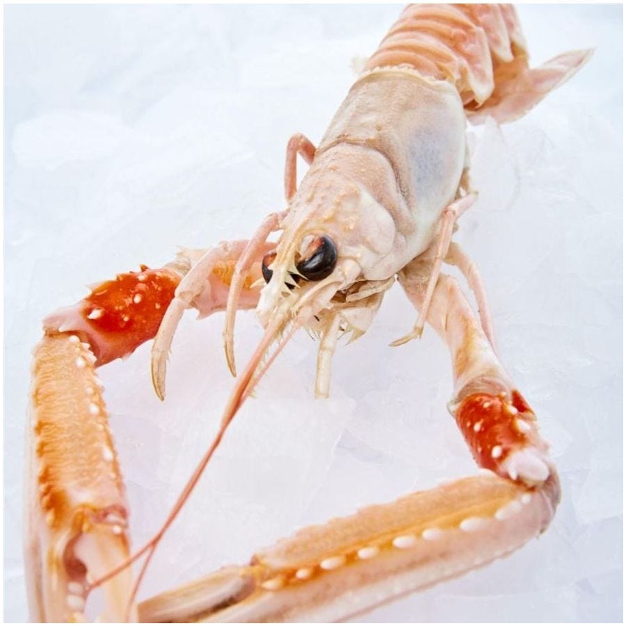 Langoustine entière IQF