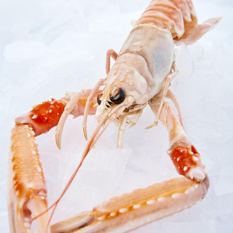 Langoustine entière IQF