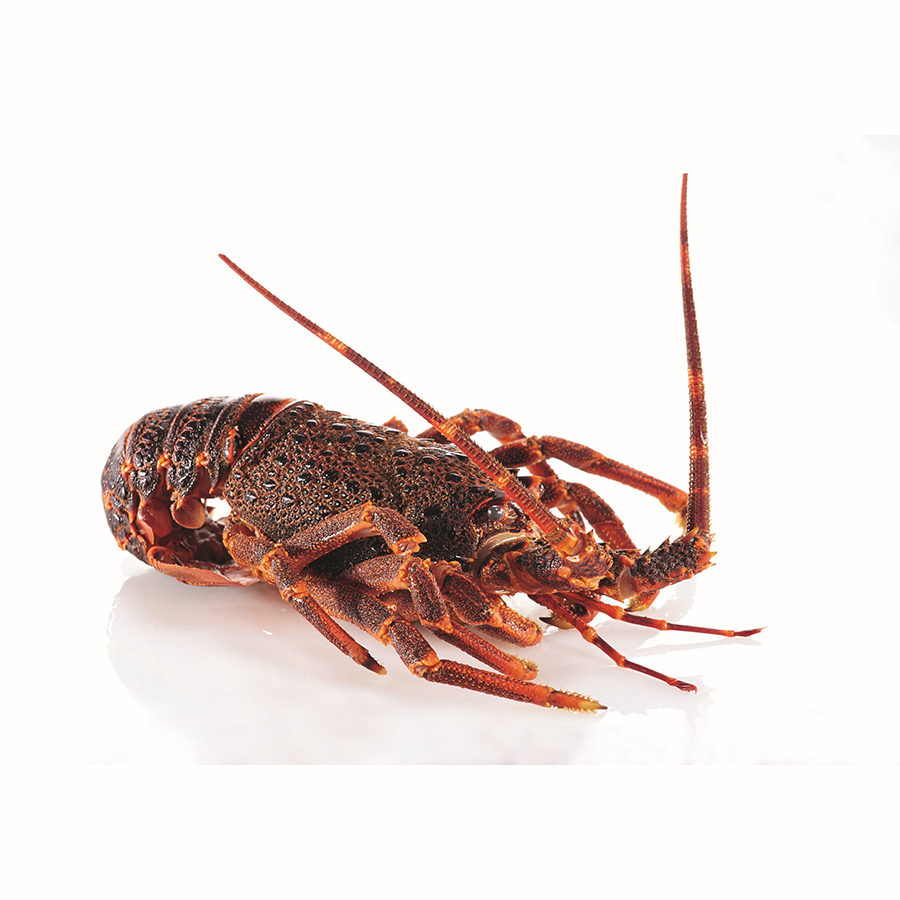 Langouste blanche entière cuite IWP