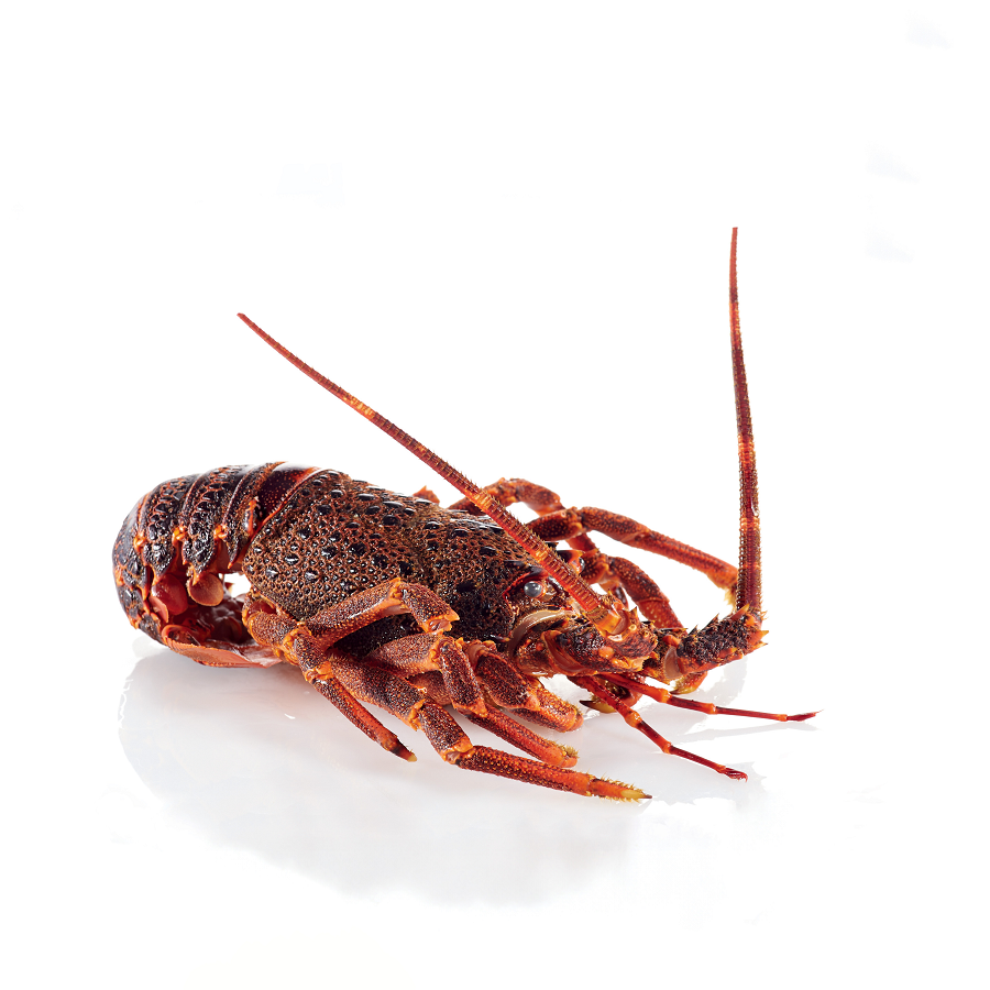 Langouste blanche entière IQF