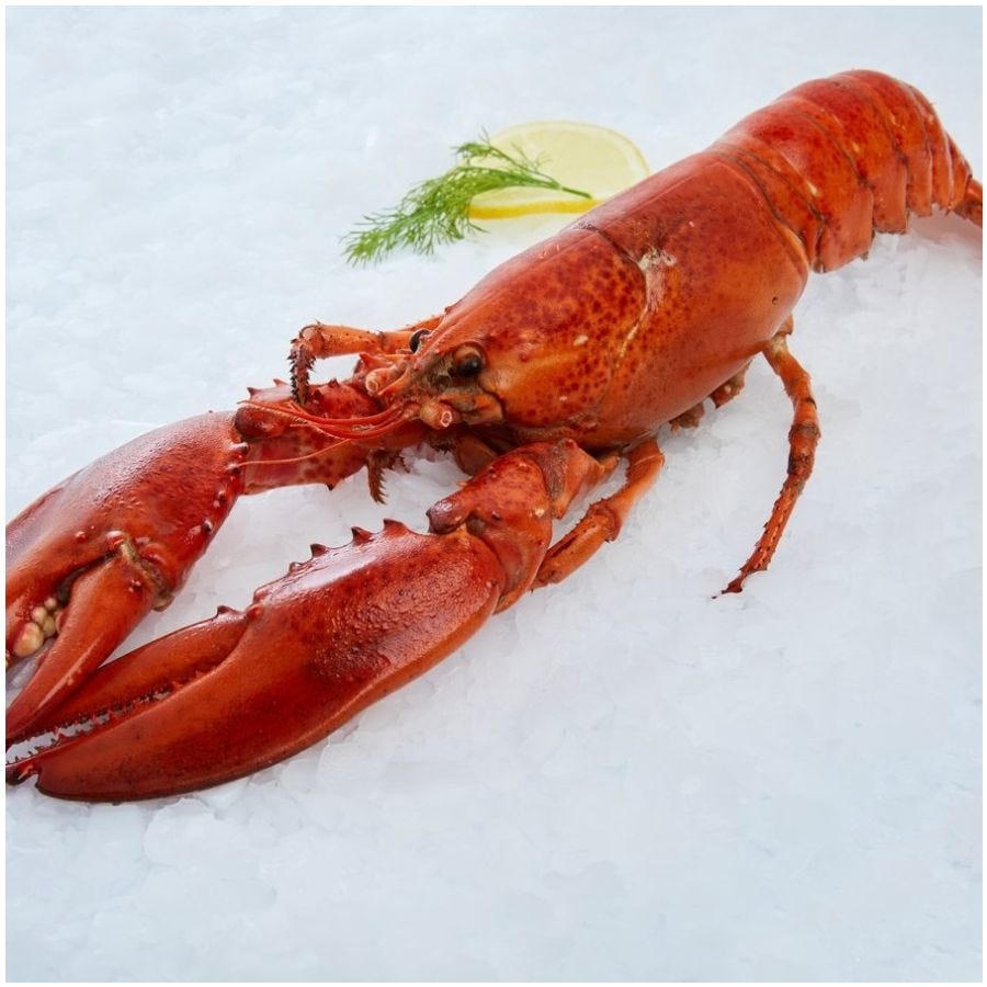 Homard entier cuit sous glace MSC - Réseau Krill