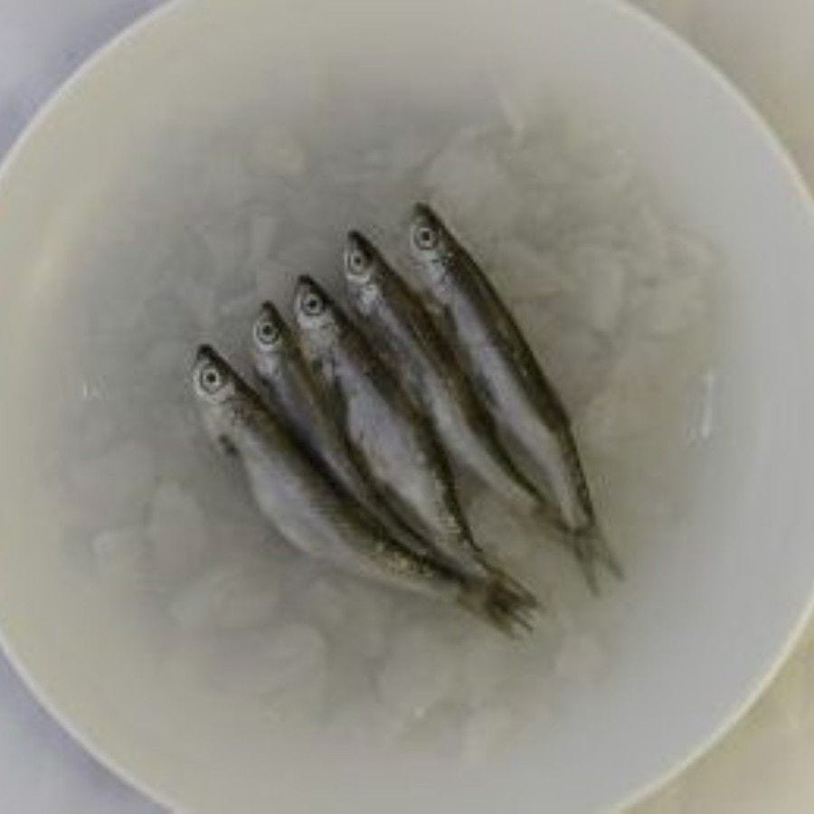 Friture d'ablette vidée IQF